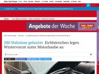 Bild zum Artikel: 200 Walnüsse gehortet: Eichhörnchen legen Wintervorrat unter Motorhaube an