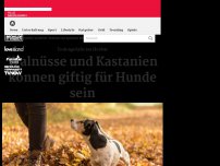 Bild zum Artikel: Todesgefahr im Herbst: Walnüsse und Kastanien können giftig für Hunde sein