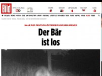 Bild zum Artikel: Nahe der bayrischen Grenze - Der Bär ist los