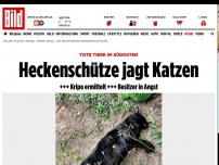 Bild zum Artikel: Tote Tiere im Südosten - Heckenschütze jagt Katzen