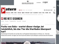 Bild zum Artikel: Airport in Moskau: Fuchs von links - wartet dieser riesige Jet tatsächlich, bis das Tier die Startbahn überquert hat?