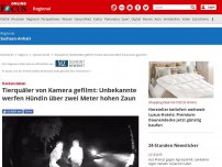 Bild zum Artikel: Haldensleben - Tierquäler von Kamera gefilmt: Unbekannte werfen Hündin über zwei Meter hohen Zaun