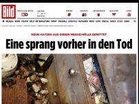 Bild zum Artikel: Neun Katzen aus dieser Messie-Hölle gerettet - Eine sprang vorher in den Tod