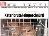 Bild zum Artikel: Mit Kabelbinder - Kater brutal eingeschnürt!