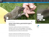 Bild zum Artikel: Immer mehr kleine, geschwächte Igel in Tierheimen