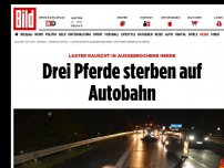 Bild zum Artikel: Lkw fährt in ausgebüxte Herde - Drei Pferde sterben auf Autobahn