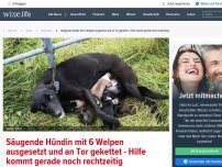 Bild zum Artikel: Säugende Hündin mit 6 Welpen ausgesetzt und an Tor gekettet - Hilfe kommt gerade noch rechtzeitig