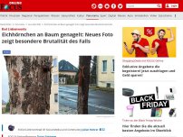 Bild zum Artikel: Bad Liebenwerda - Eichhörnchen an Baum genagelt: Neues Foto zeigt besondere Brutalität des Falls