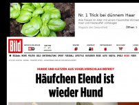 Bild zum Artikel: Hunde und Katzen befreit - Ein Häufchen Elend