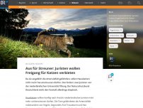 Bild zum Artikel: Aus für Streuner: Juristen wollen Freigang für Katzen verbieten