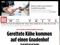 Bild zum Artikel: Sie standen in ihrem Kot - Gerettete Kühe kommen auf einen Gnadenhof