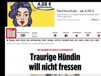 Bild zum Artikel: Im Wald ausgesetzt! - Traurige Hündin will nicht fressen