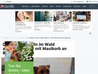 Bild zum Artikel: Dinslaken: Hündin im Wald ausgesetzt - Tier mit Maulkorb an Baum gebunden