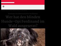 Bild zum Artikel: Blinder Hund ausgesetzt