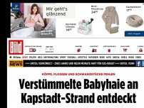 Bild zum Artikel: Köpfe, Flossen und Schwanzstücke ab - Verstümmelte Babyhaie an Kapstand-Strand entdeckt