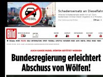 Bild zum Artikel: Auch ganze Rudel dürfen getötet werden - Bundesregierung erleichtert Abschuss von Wölfen!