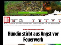 Bild zum Artikel: Panik wegen Feuerwerk - Hündin stirbt in den Armen ihres Herrchens