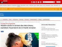 Bild zum Artikel: Trauriger Fall aus Argentinien - Hündin stirbt in Armen des Herrchens, nachdem Feuerwerk sie in Panik versetzt