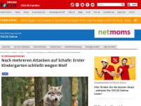 Bild zum Artikel: In Schleswig-Holstein - Nach mehreren Attacken auf Schafe: Erster Kindergarten schließt wegen Wolf