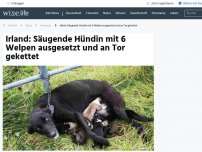 Bild zum Artikel: Irland: Säugende Hündin mit 6 Welpen ausgesetzt und an Tor gekettet