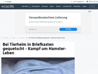 Bild zum Artikel: Bei Tierheim in Briefkasten gequetscht - Kampf um Hamster-Leben