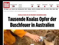 Bild zum Artikel: Population bricht ein - Tausende Koalas Opfer der Buschfeuer in Australien