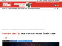 Bild zum Artikel: Flucht in den Tod: Der Silvester-Horror für die Tiere