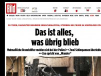 Bild zum Artikel: Wahrscheinlich alle Tiere tot - Feuer-Inferno im Affenhaus des Krefelder Zoos!