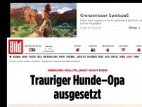 Bild zum Artikel: Herrchen wollte Gino nicht mehr - Trauriger Hunde–Opa ausgesetzt