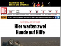 Bild zum Artikel: Nach Unfall auf Autobahn - Hier warten zwei Hunde auf Hilfe