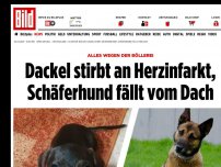 Bild zum Artikel: Alles wegen der Böllerei - „Kurti“ stirbt an Herzinfarkt, „Tomi“ fällt vom Dach