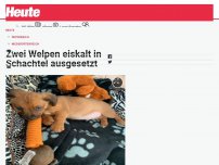 Bild zum Artikel: Zwei Welpen eiskalt in Schachtel ausgesetzt