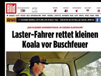 Bild zum Artikel: Kleine, gute Nachricht - Laster-Fahrer rettet Koala vor Buschfeuer