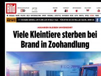 Bild zum Artikel: Aquarien bleiben unversehrt - Viele Kleintiere sterben bei Zoohandlung-Brand