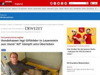 Bild zum Artikel: Hameln - Tier ringt ums Überleben: Hundehasser legt Giftköder aus