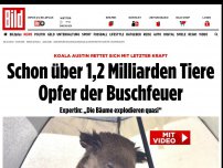 Bild zum Artikel: Über 1,2 Milliarden Tiere tot - Koala Austin rettet sich mit letzter Kraft