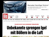 Bild zum Artikel: Polizei sucht Tierquäler - Unbekannte sprengen Igel mit Böllern in die Luft