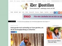 Bild zum Artikel: Koala gerade noch rechtzeitig vor Feuer gerettet, um ihn für Dschungelprüfung zu schlachten