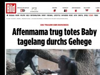 Bild zum Artikel: Neun Tage Trauer - Affenmama legt totes Baby ab