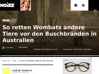 Bild zum Artikel: Wombats geben anderen Tieren Unterschlupf in ihrem Bau – um sie vor den Buschbränden in Australien zu retten