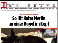 Bild zum Artikel: Von Tierhasser erschossen - So litt Kater Merlin an einer Kugel im Kopf