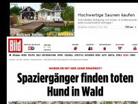 Bild zum Artikel: Mit Leine stranguliert? - Toter Hund im Wald gefunden