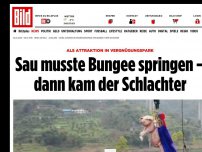 Bild zum Artikel: In Vergnügungspark - Sau musste Bungee springen – dann kam der Schlachter