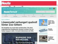 Bild zum Artikel: Löwenrudel verhungert qualvoll hinter Zoo-Gittern