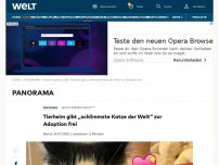 Bild zum Artikel: Tierheim gibt „schlimmste Katze der Welt“ zur Adoption frei 