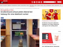 Bild zum Artikel: Wartet geduldig vor Filiale - Straßenhund schaut jeden Abend bei Subway für eine Mahlzeit vorbei