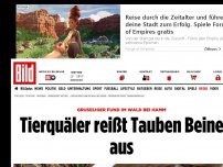 Bild zum Artikel: Gruseliger Fund bei Hamm - Tierquäler reißt Tauben Beine aus