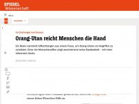 Bild zum Artikel: Borneo: Orang-Utan reicht menschlichem Unterstützer die Hand