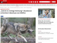 Bild zum Artikel: Jagdverband erfreut - „Schritt in richtige Richtung“: Bundesrat erleichtert Abschuss von Wölfen