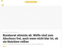 Bild zum Artikel: Bundesrat stimmte ab: Wölfe sind zum Abschuss frei, auch wenn nicht klar ist, ob sie Nutztiere reißen